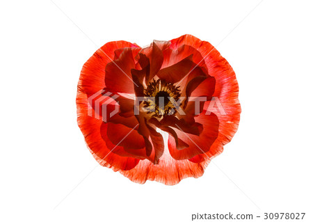 poppy isolated on the white 30978027