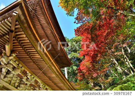 Koto Misen Kanemori Winged temple autumn leaves Koto Misen Kanemori Winged temple autumn leaves 30978167