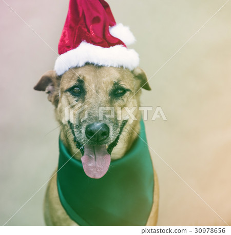 Dog Wear Santa Hat Costume 30978656