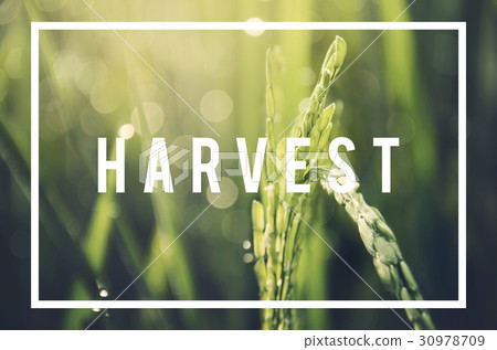 Alternative Farming Sustainable Nature Concept Alternative Farming Sustainable Nature Concept 30978709