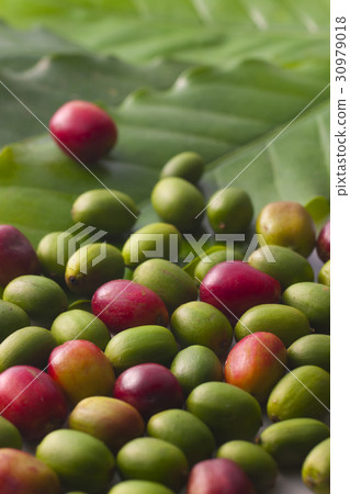 Coffee Time 30979018