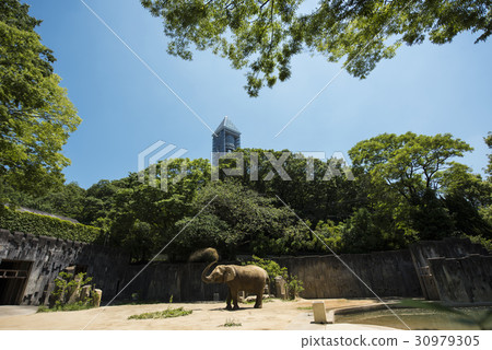 Spring Higashiyama Animal and Botanical Garden 30979305