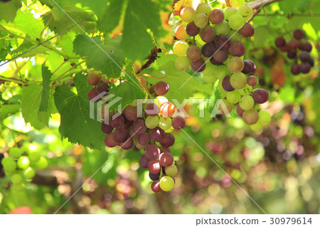 Organic Organic 30979614