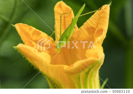 Fillet, amber 30983110