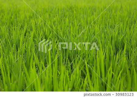 大米,露水 大米,露水 30983123