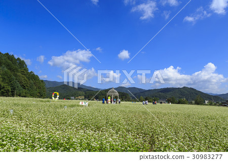Buckwheat field, Bongpyeong, Pyeongchang-gun, Gangwon-do 30983277