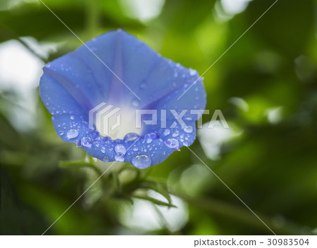 牽牛花 牽牛花 30983504
