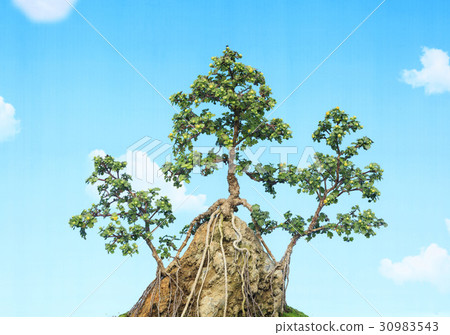 Bonsai, Chrysanthemum, Hampyeong, Jeonnam 30983543