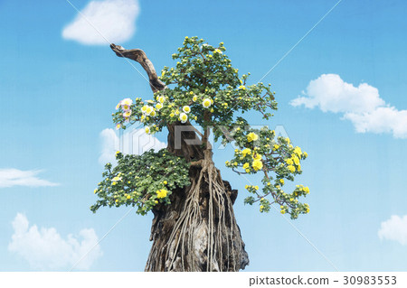 Bonsai, Chrysanthemum, Hampyeong, Jeonnam 30983553