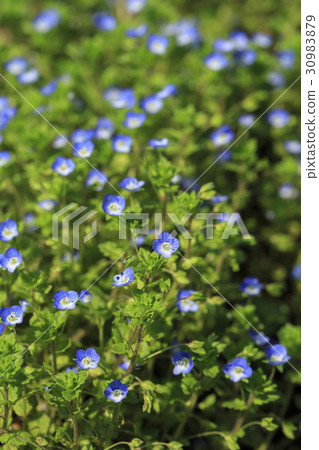 Forget-me-not 30983879