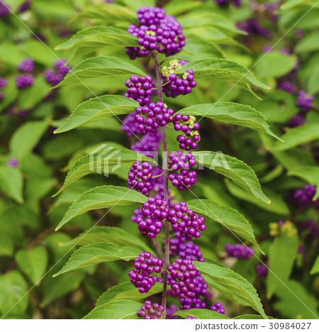 A little harpoon tree A little harpoon tree 30984027