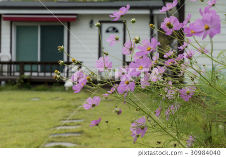 Cosmos, Yangpyeong-gun, Gyeonggi-do 30984040