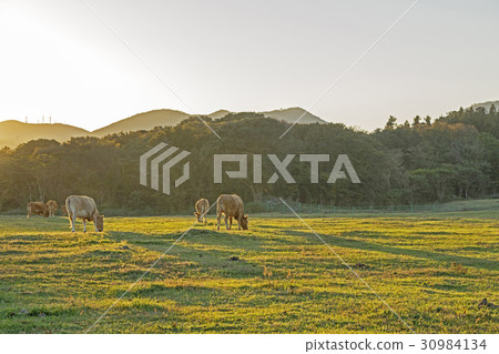 Hanwoo, Samdasu Ranch, Jocheon-eup, Jeju-si, Jeju-do Hanwoo, Samdasu Ranch, Jocheon-eup, Jeju-si, Jeju-do 30984134