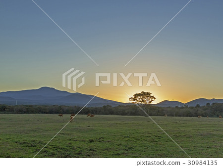 Hanwoo，Samdasu Ranch，Jocheon-eup，Jeju-si，Jeju-do 30984135