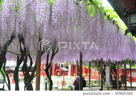 笠間稻荷神社的紫藤 笠間稻荷神社的紫藤 30984268