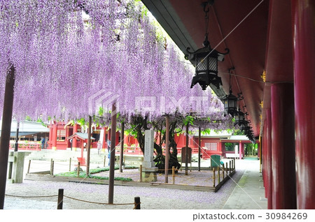 笠間稻荷神社五月 笠間稻荷神社五月 30984269