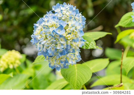 hydrangea hydrangea 30984281