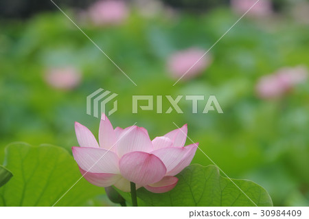 A lotus A lotus 30984409