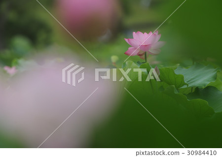 A lotus A lotus 30984410
