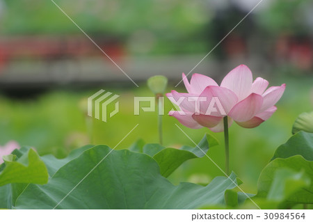 一朵蓮花 30984564