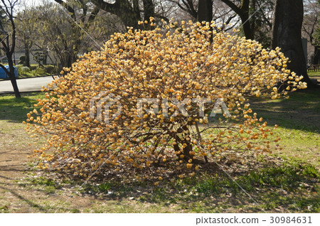 三木樹（小金井公園/東京小平市） 30984631