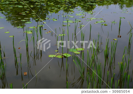 Waterside where lotus leaves and grass looks out spring to early summer a Waterside where lotus leaves and grass looks out spring to early summer a 30985054