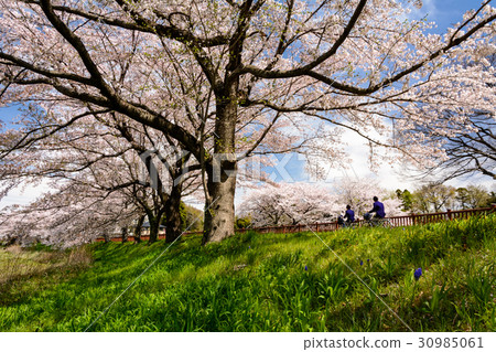 Cherry blossom viewing 30985061