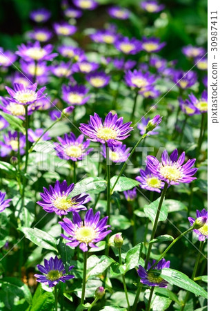 Miyako Wasure 30987411