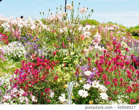 Colorful summer and autumn flowers bloomed on the hilltop flower bed Colorful summer and autumn flowers bloomed on the hilltop flower bed 30988027