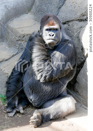 Gorilla 30988224