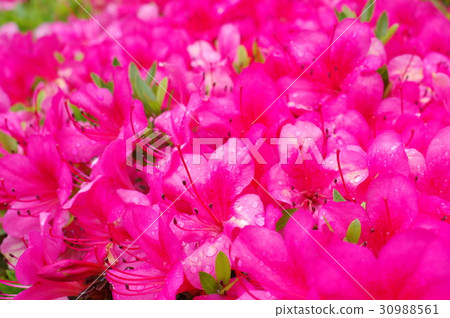 Satsuki Close-up of raindrops that fell in full bloom Satsuki Close-up of raindrops that fell in full bloom 30988561