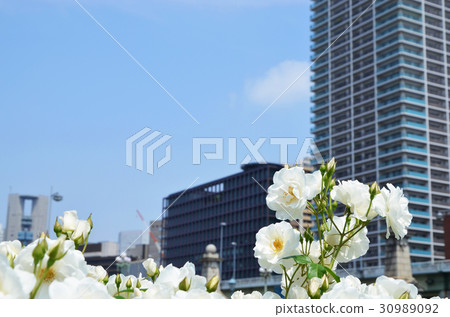Scenery of Osaka Nakanoshima rose garden 30989092