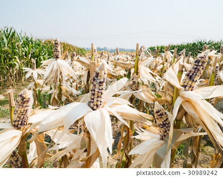 Ear of waxy corn in corn field Ear of waxy corn in corn field 30989242