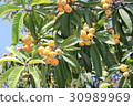 Loquat 30989969