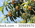 Loquat 30989970