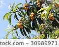 Loquat 30989971