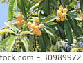 Loquat 30989972