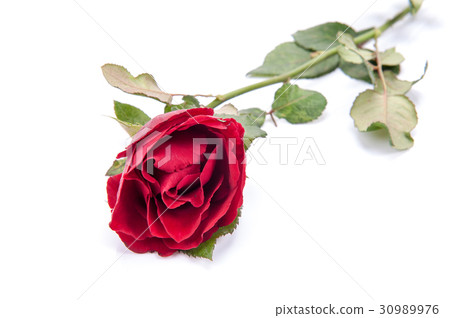 Red rose isolated on white background. 30989976