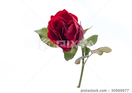 Red rose isolated on white background. Red rose isolated on white background. 30989977