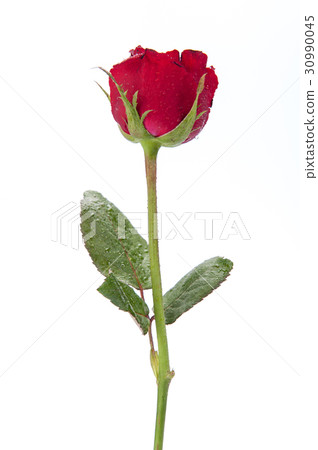 Red rose isolated on white background. Red rose isolated on white background. 30990045