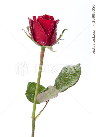 Red rose isolated on white background. Red rose isolated on white background. 30990050