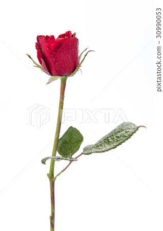Red rose isolated on white background. Red rose isolated on white background. 30990053