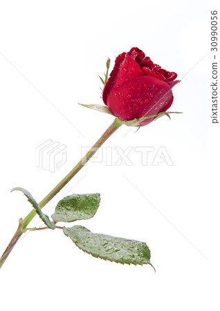 Red rose isolated on white background. Red rose isolated on white background. 30990056