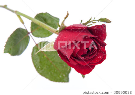 Red rose isolated on white background. Red rose isolated on white background. 30990058