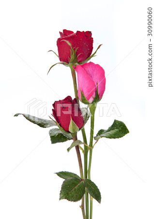 dark red roses isolated on white dark red roses isolated on white 30990060