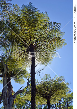 Australian Tree Ferns Australian Tree Ferns 30990062