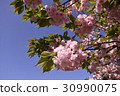 雙櫻花 30990075