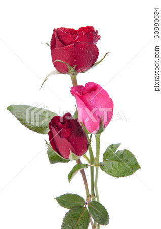 dark red roses isolated on white dark red roses isolated on white 30990084