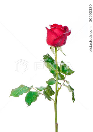 Red rose isolated on white background. Red rose isolated on white background. 30990320