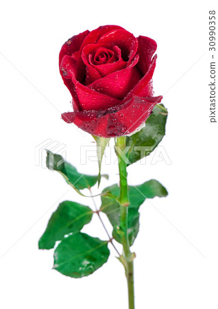 Red rose isolated on white background. Red rose isolated on white background. 30990358